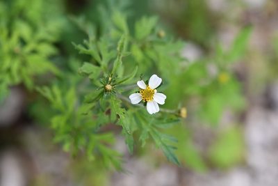 Bidens chrysanthemifolia, photographed by Neptalí Ramírez Marcial