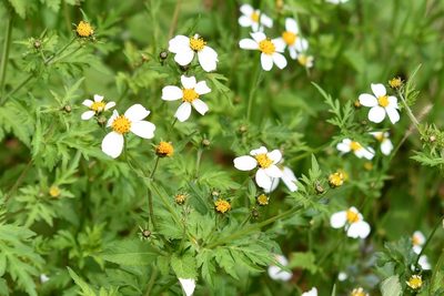 Bidens chrysanthemifolia, photographed by Neptalí Ramírez Marcial