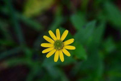 Melampodium montanum, photographed by Neptalí Ramírez Marcial