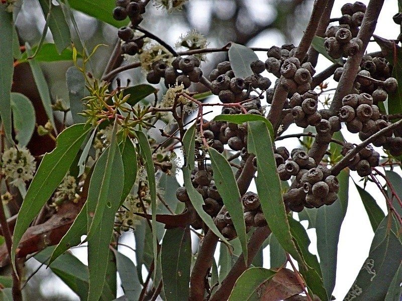 Eucalyptus agglomerata, photographed by Max Campbell