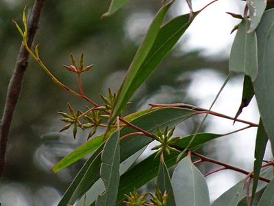 Eucalyptus agglomerata, photographed by Max Campbell