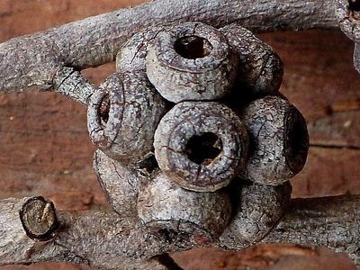 Eucalyptus agglomerata, photographed by Max Campbell