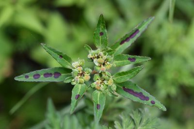 Euphorbia tubadenia, photographed by Neptalí Ramírez Marcial