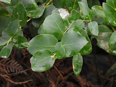 Eucalyptus angophoroides, photographed by Max Campbell
