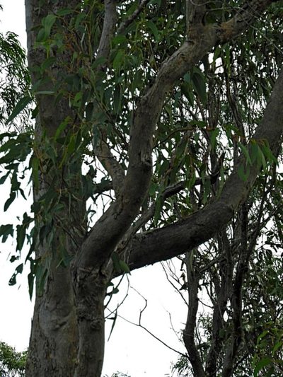 Eucalyptus angophoroides, photographed by Max Campbell