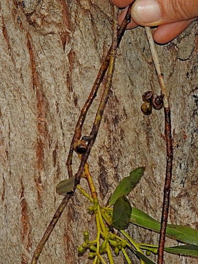 Eucalyptus angophoroides, photographed by Max Campbell
