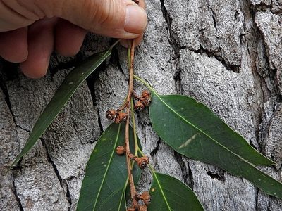 Eucalyptus angophoroides, photographed by Max Campbell