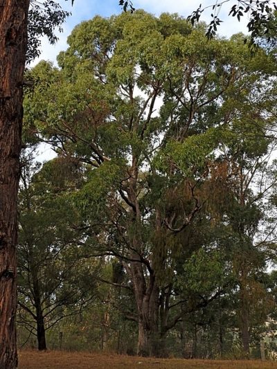 Eucalyptus angophoroides, photographed by Max Campbell