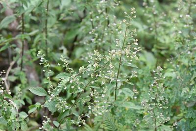 Mesosphaerum urticodes, photographed by Neptalí Ramírez Marcial