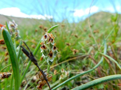 Plantago nivea, photographed by Carlos Martorell