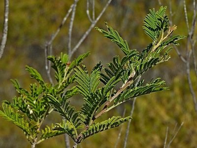 Acacia constablei, photographed by Max Campbell