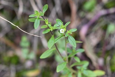 Nama dichotoma, photographed by Neptalí Ramírez Marcial
