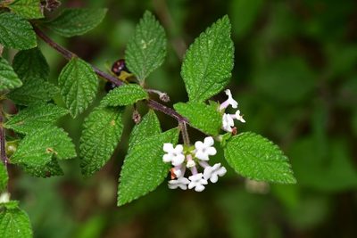 Lantana hirta, photographed by Neptalí Ramírez Marcial