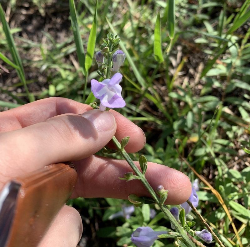 Scutellaria arenicola, photographed by natalie