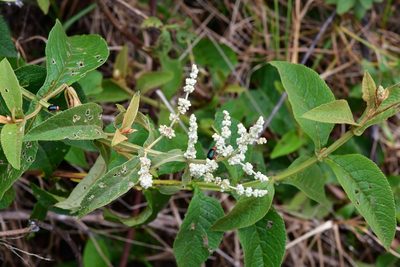 Buddleja crotonoides, photographed by Neptalí Ramírez Marcial