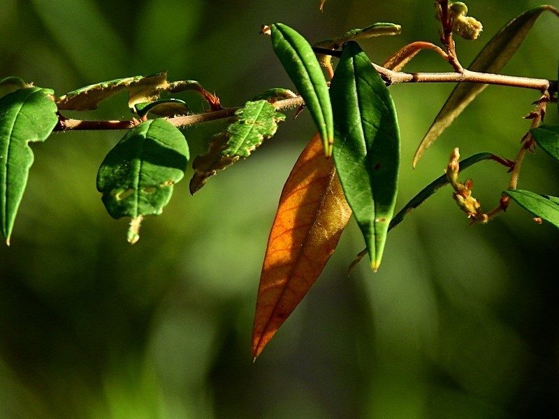 Pomaderris ligustrina, photographed by Max Campbell