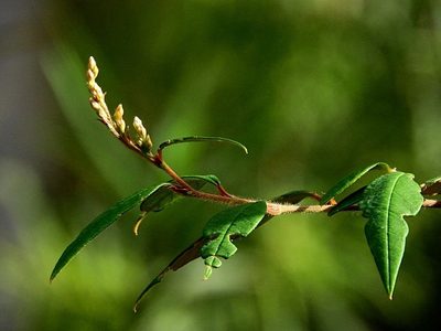 Pomaderris ligustrina, photographed by Max Campbell