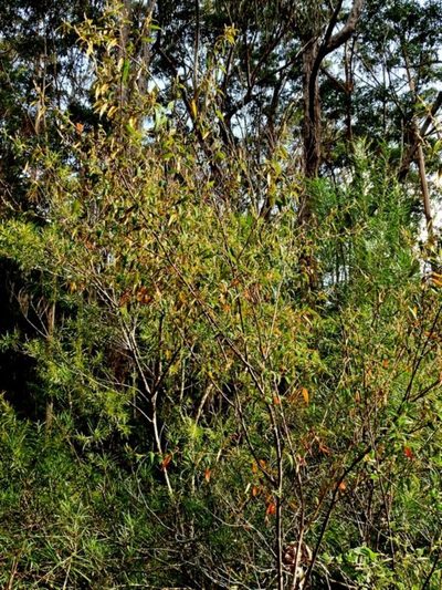 Pomaderris ligustrina, photographed by Max Campbell