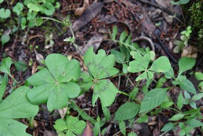 Oxalis nelsonii, photographed by Neptalí Ramírez Marcial