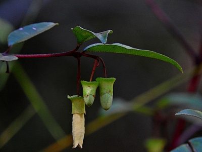 Correa bauerlenii, photographed by Max Campbell