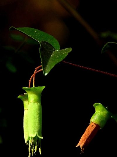 Correa bauerlenii, photographed by Max Campbell