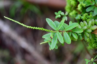 Peperomia leptophylla, photographed by Neptalí Ramírez Marcial