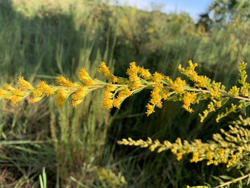 Solidago leavenworthii, photographed by natalie