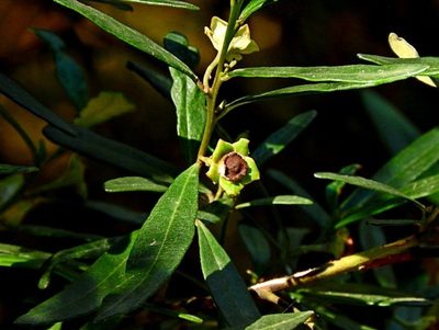 Beyeria lasiocarpa, photographed by Max Campbell