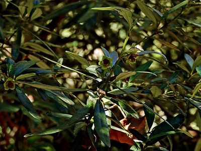 Beyeria lasiocarpa, photographed by Max Campbell