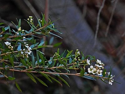 Sannantha pluriflora, photographed by Max Campbell