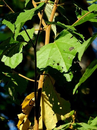 Androcalva rossii, photographed by Max Campbell