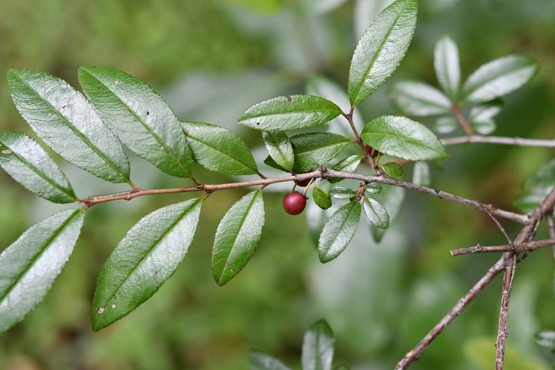 Frangula mcvaughii, photographed by Neptalí Ramírez Marcial