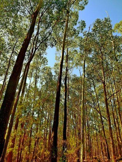 Eucalyptus smithii, photographed by Max Campbell