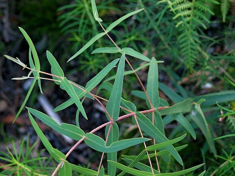 Eucalyptus smithii, photographed by Max Campbell