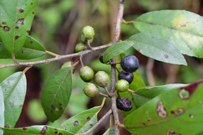 Frangula mucronata, photographed by Neptalí Ramírez Marcial