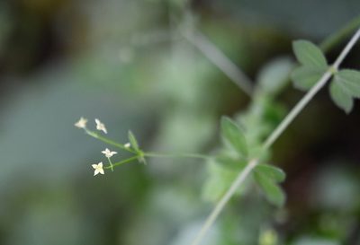 Trichogalium aschenbornii, photographed by Neptalí Ramírez Marcial