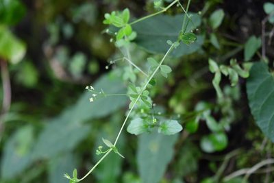 Trichogalium aschenbornii, photographed by Neptalí Ramírez Marcial