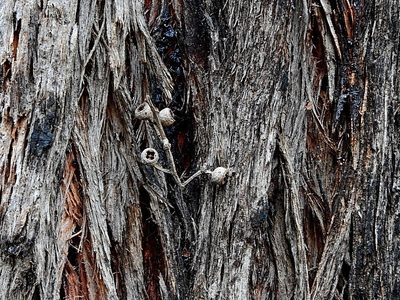 Eucalyptus muelleriana, photographed by Max Campbell