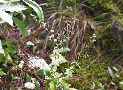 Valeriana chiapensis, photographed by Neptalí Ramírez Marcial