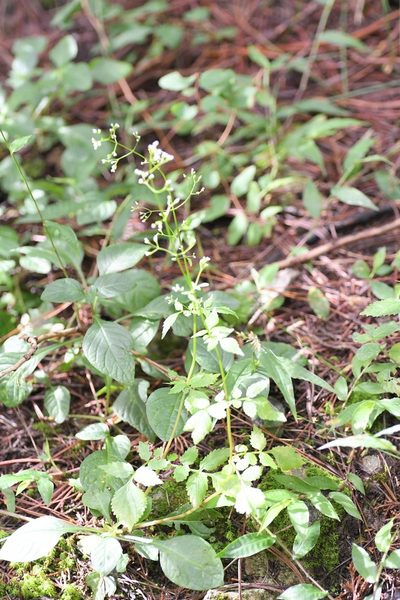 Valeriana chiapensis, photographed by Neptalí Ramírez Marcial