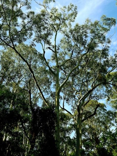 Eucalyptus maidenii, photographed by Max Campbell