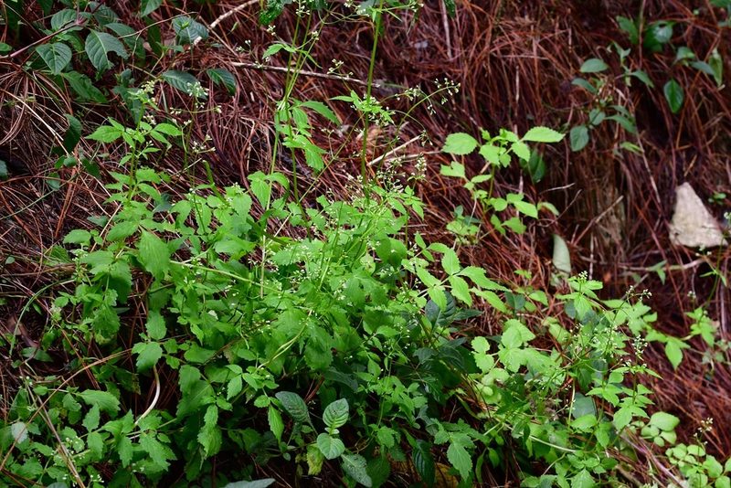 Valeriana chiapensis, photographed by Neptalí Ramírez Marcial
