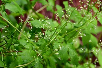 Valeriana chiapensis, photographed by Neptalí Ramírez Marcial