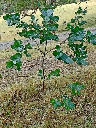 Eucalyptus maidenii, photographed by Max Campbell