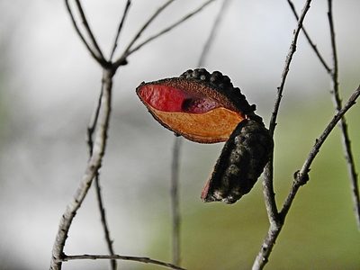 Hakea macraeana, photographed by Max Campbell