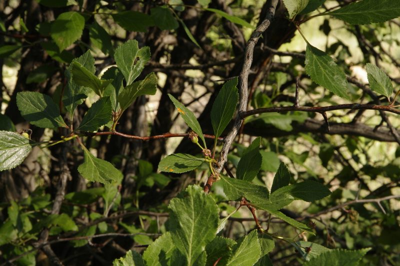 Crataegus rivularis, photographed by Eric Knight