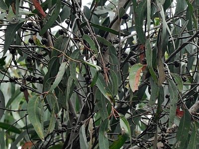 Eucalyptus agglomerata, photographed by Max Campbell