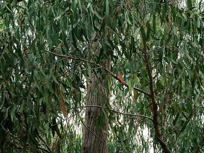 Eucalyptus agglomerata, photographed by Max Campbell