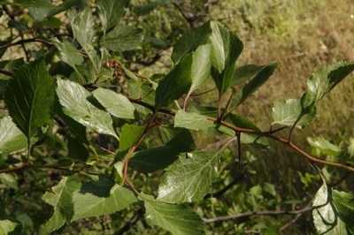 Crataegus rivularis, photographed by Eric Knight