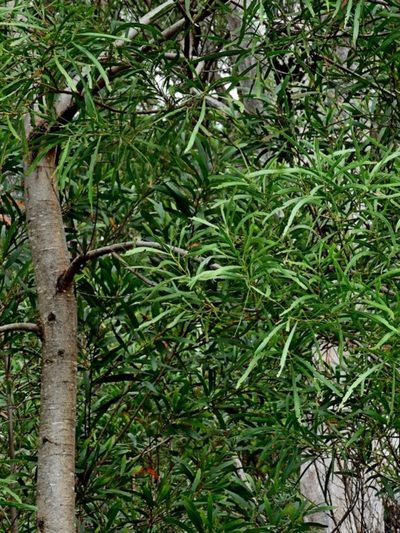 Acacia mabellae, photographed by Max Campbell